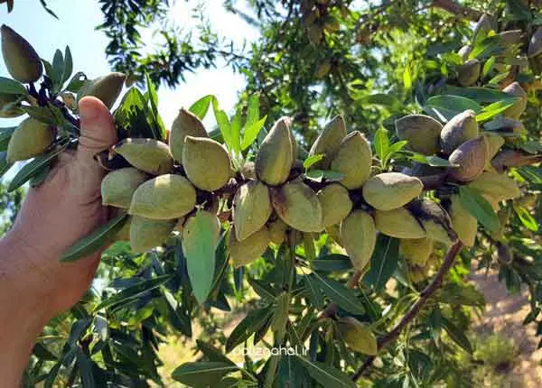 باغ درختان میوه شبستر