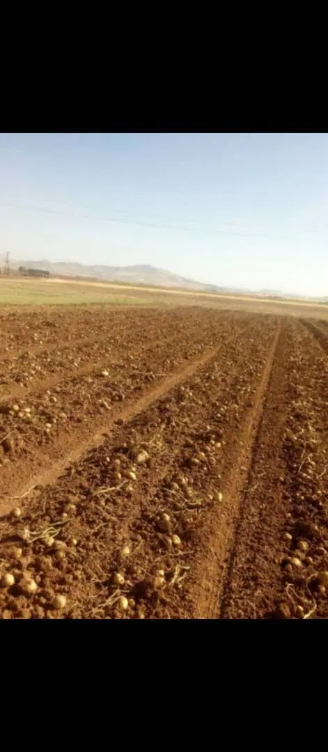 زمین