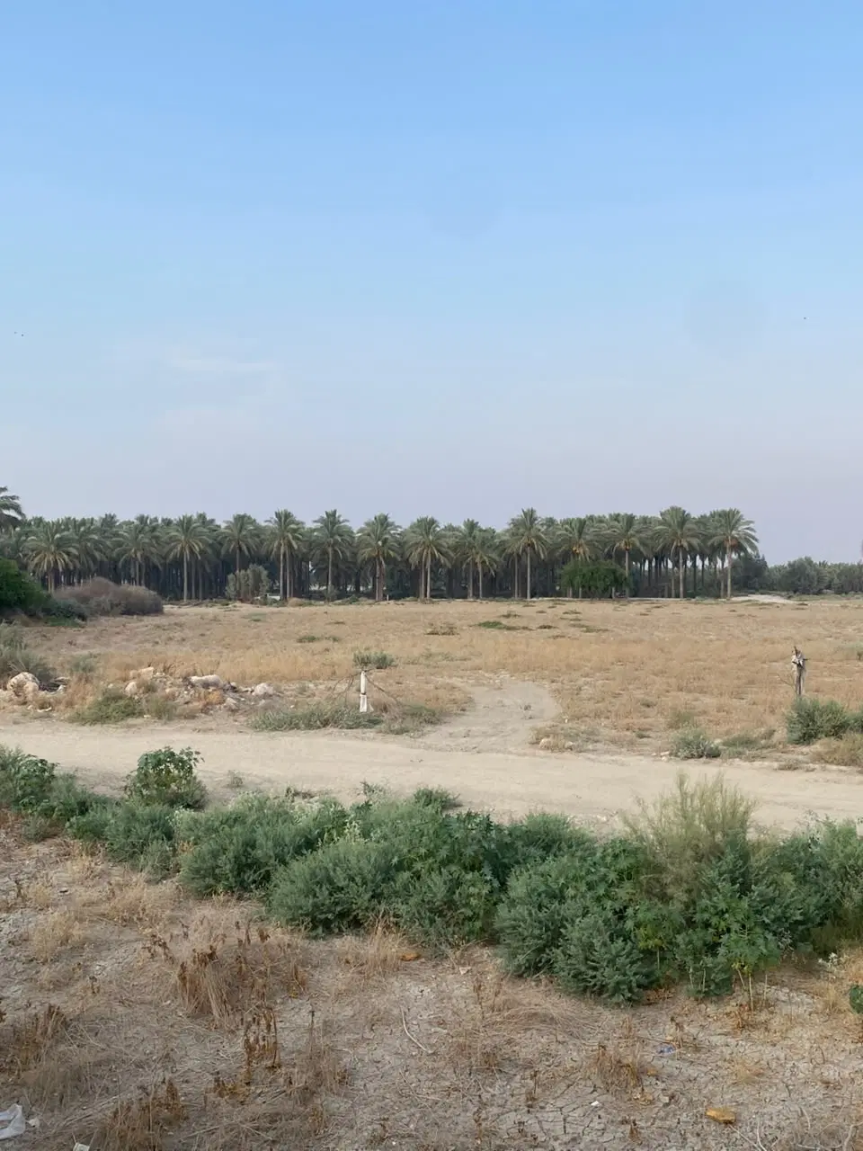 فروش جای 300 اصل نخل آبپخش