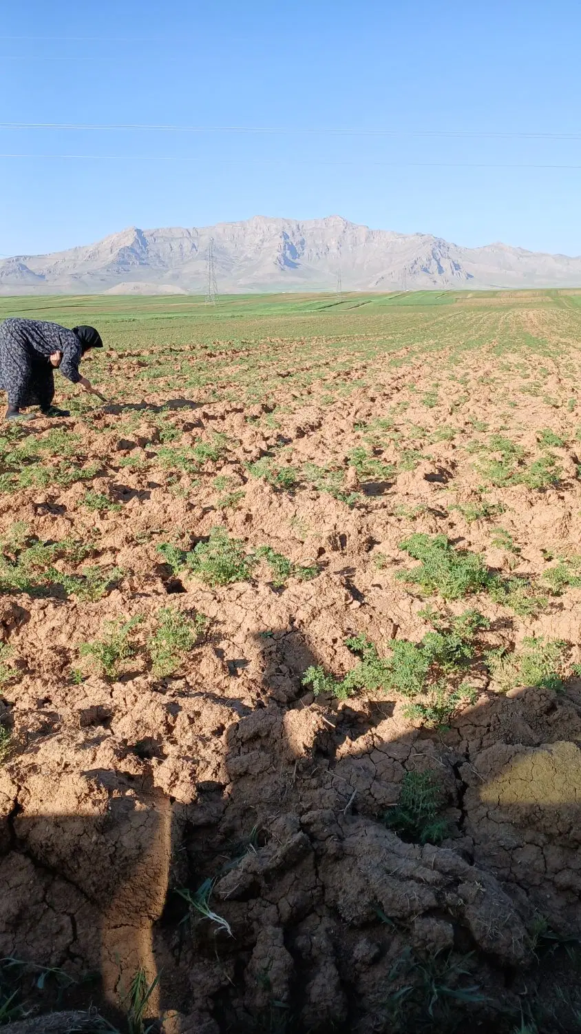 زمین کشاورزی برای نخود کاشتن دو نصفی