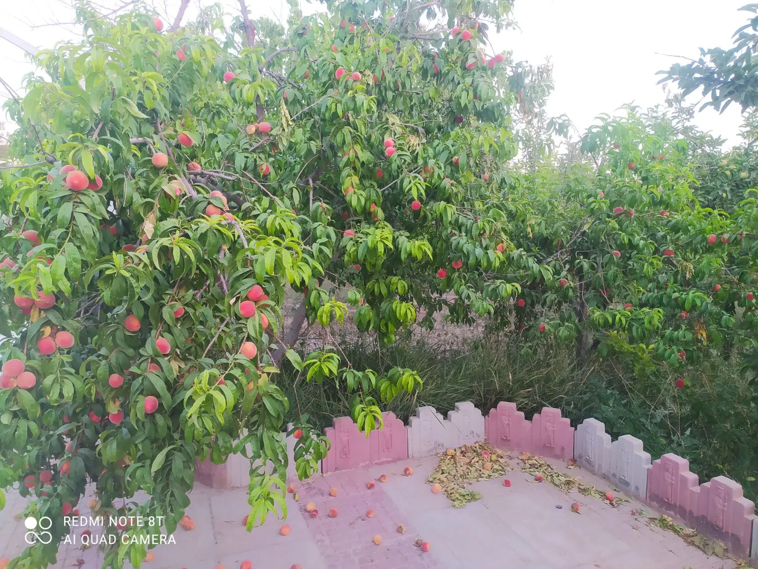 فروش باغ ۱۱۵۰ متری در مجموعه باغی