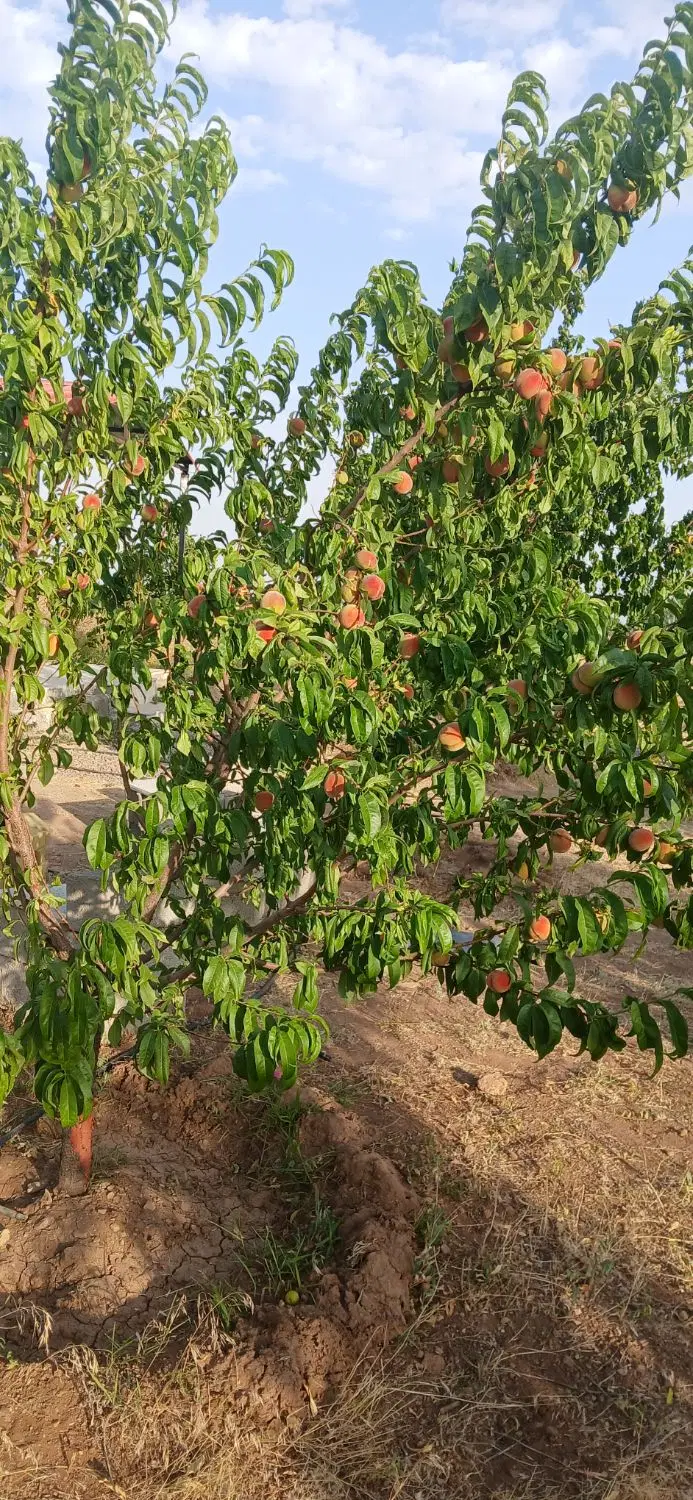 فروش باغ