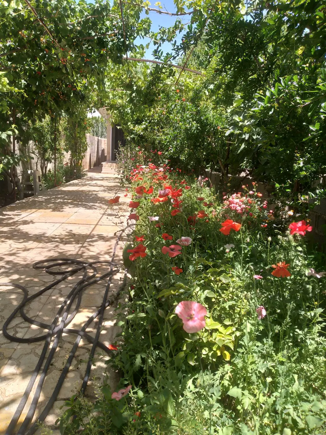 باغچه ۶۰۰ متری با بنا