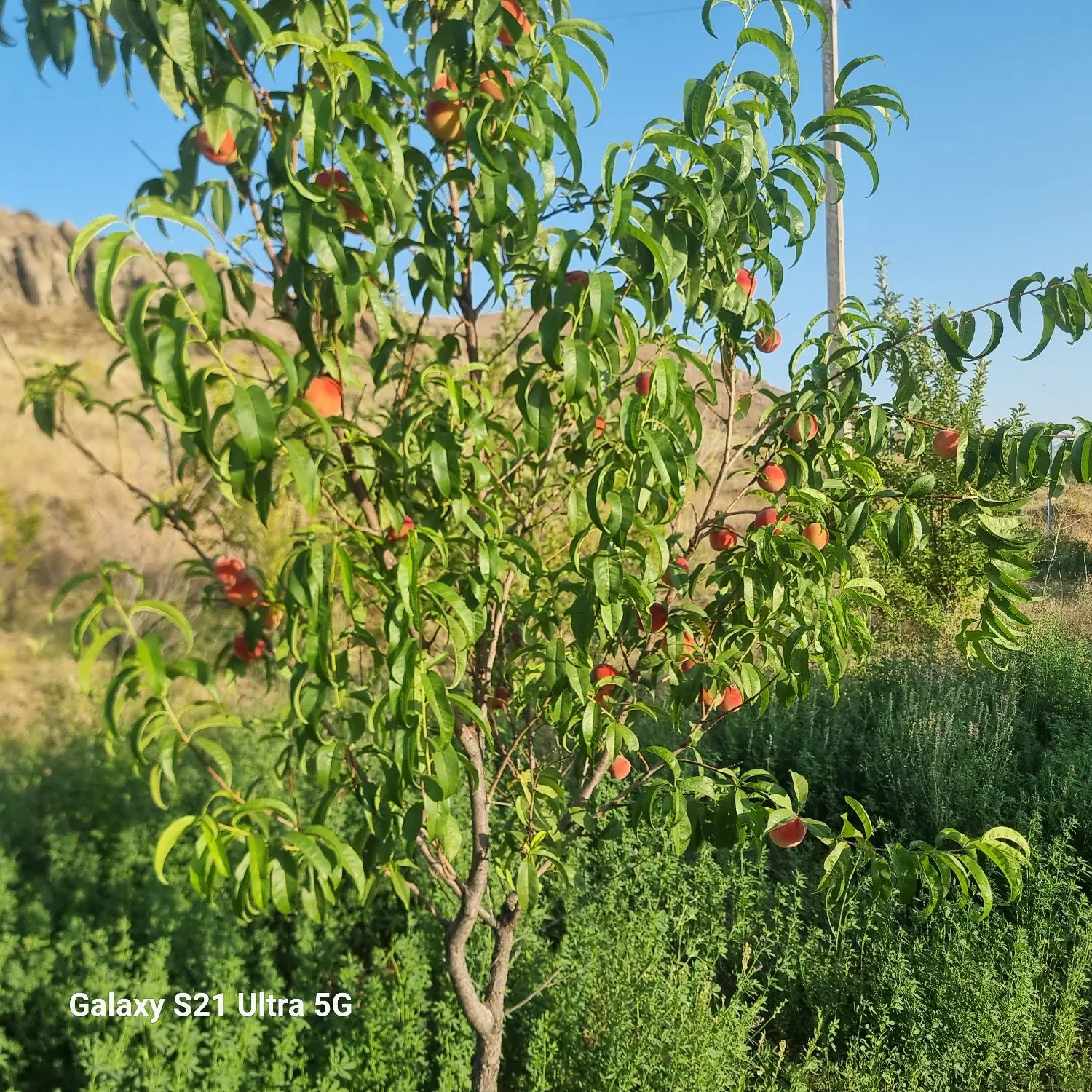 باغ زمین