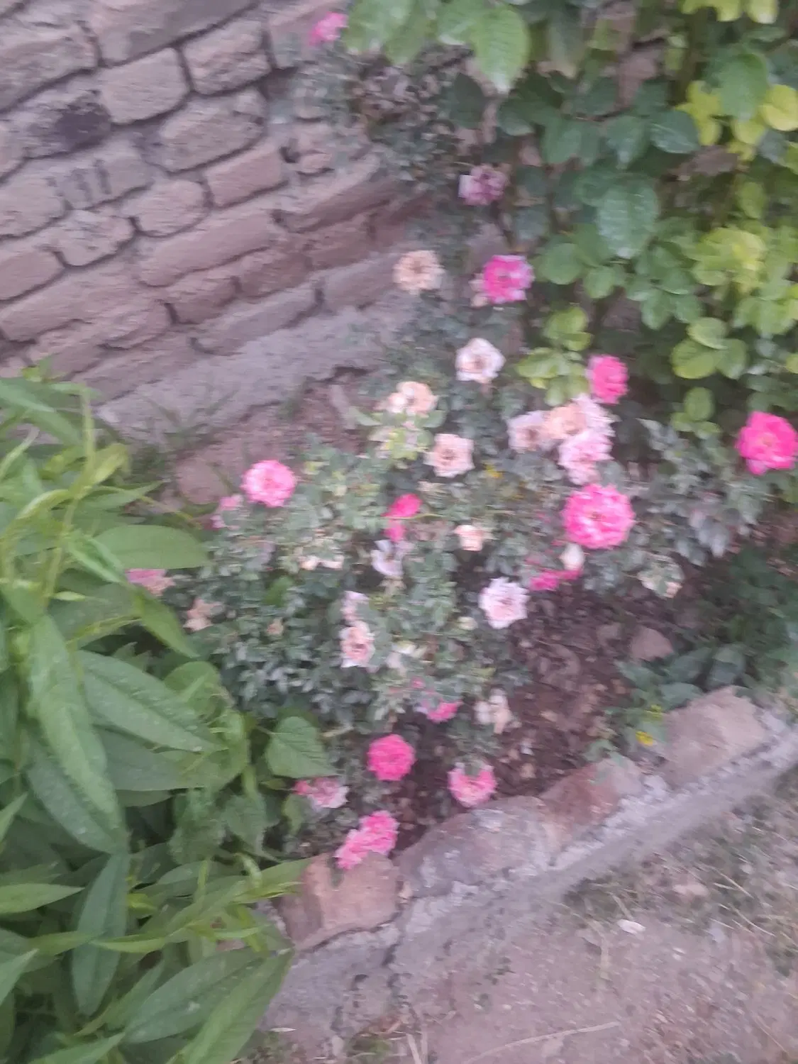 باغ