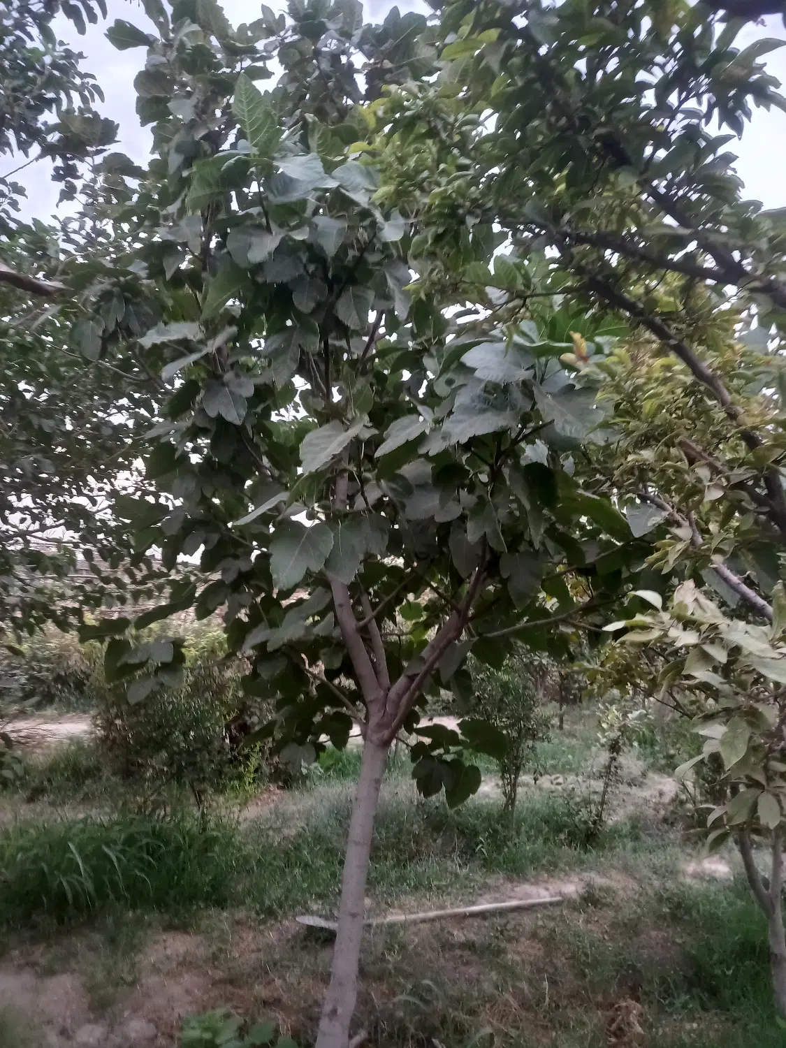 زمین زراعی