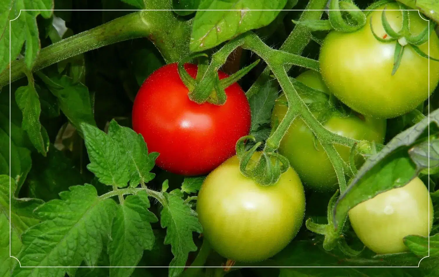 اجاره زمین برای کشت گوجه