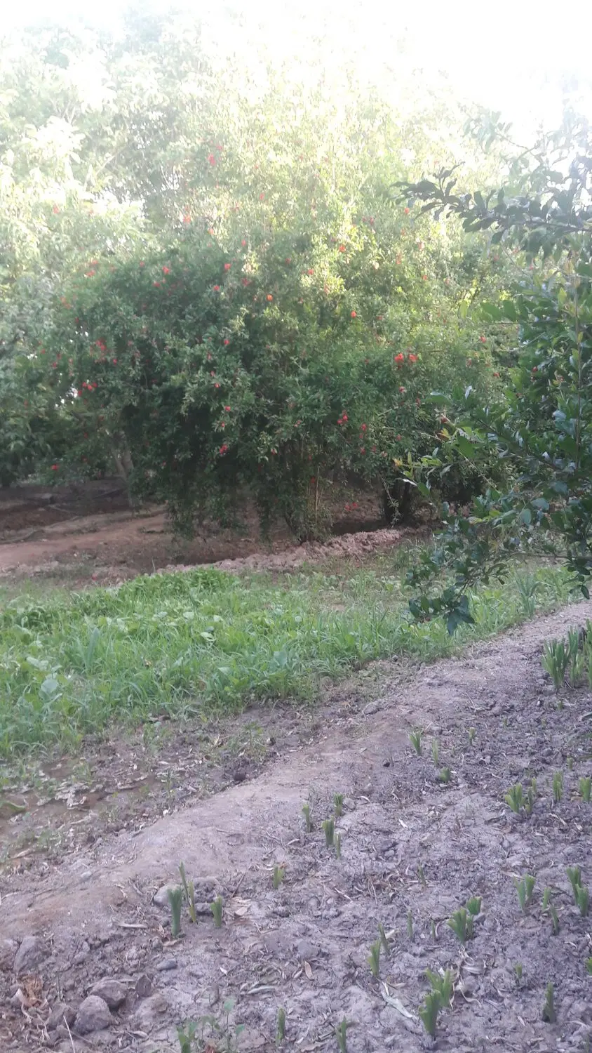 باغ ۲۳۰۰متر در ورامین