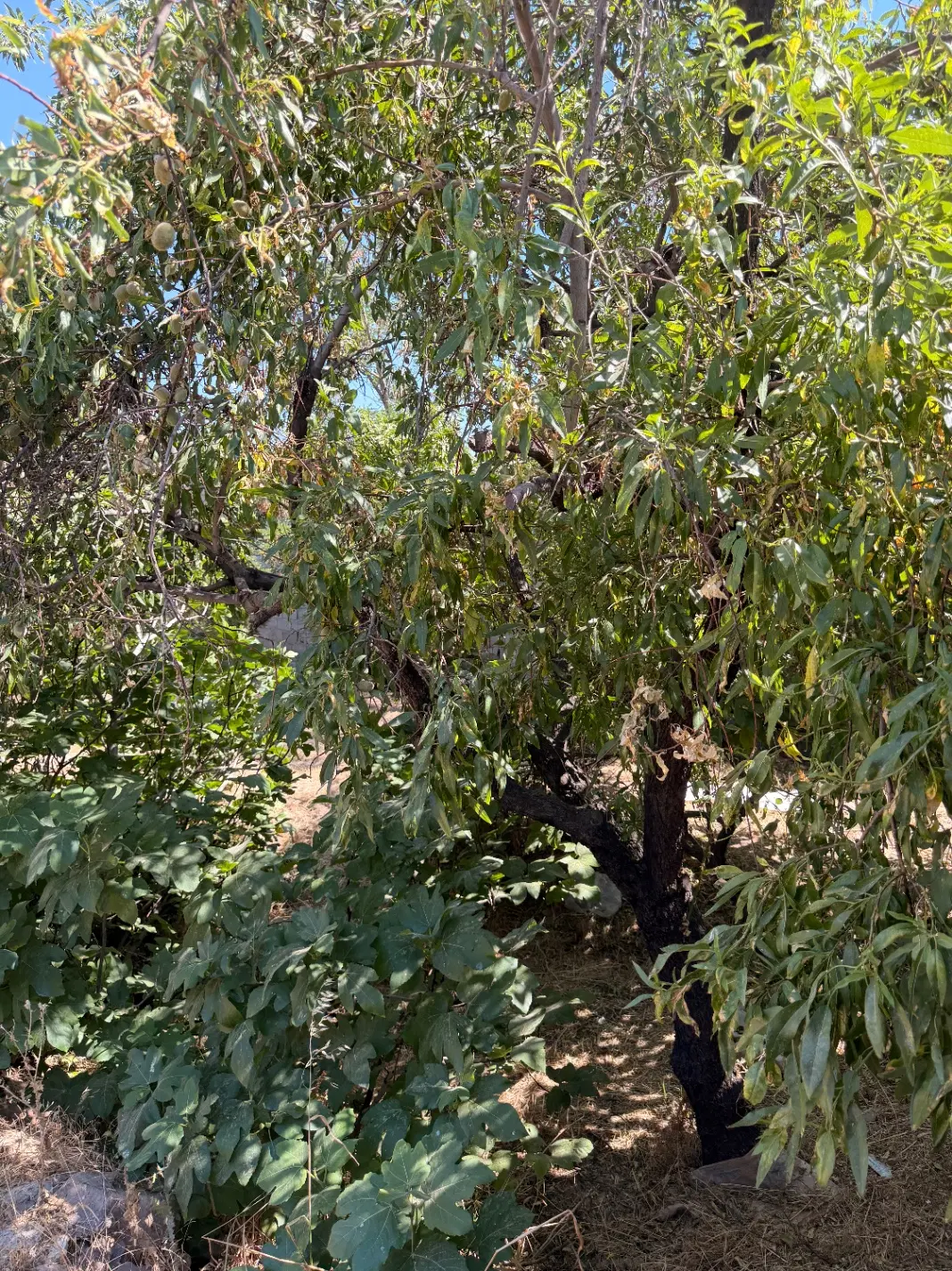 فروش باغچه کوهسار