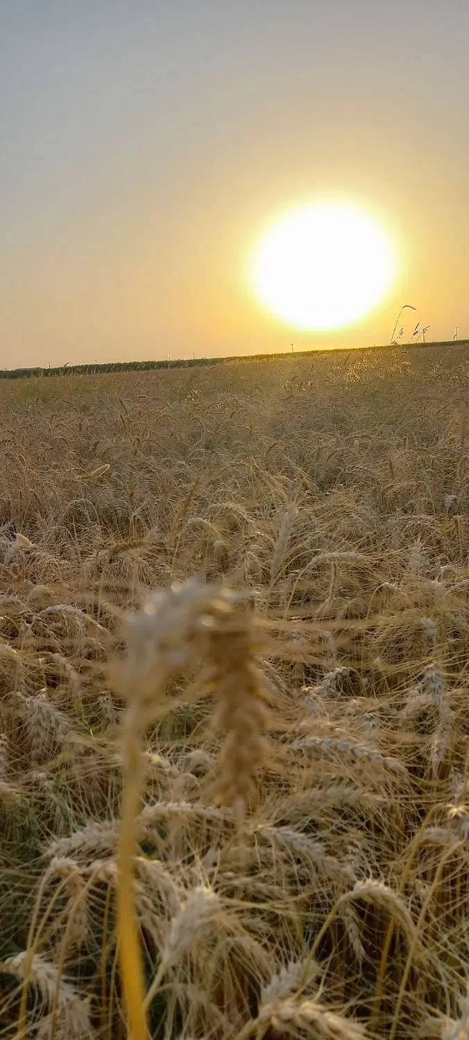 اجاره ۹ هکتار داخل کانال