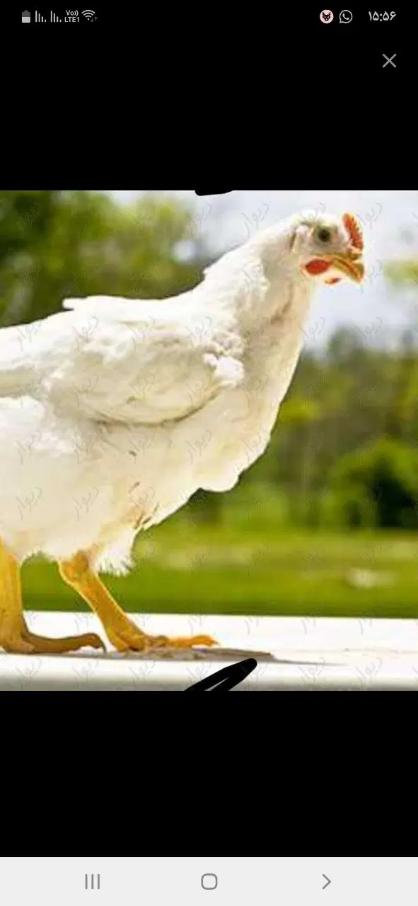 فروش ۱۱هزارمتر زمین بامجوزمرغداری گوشتی