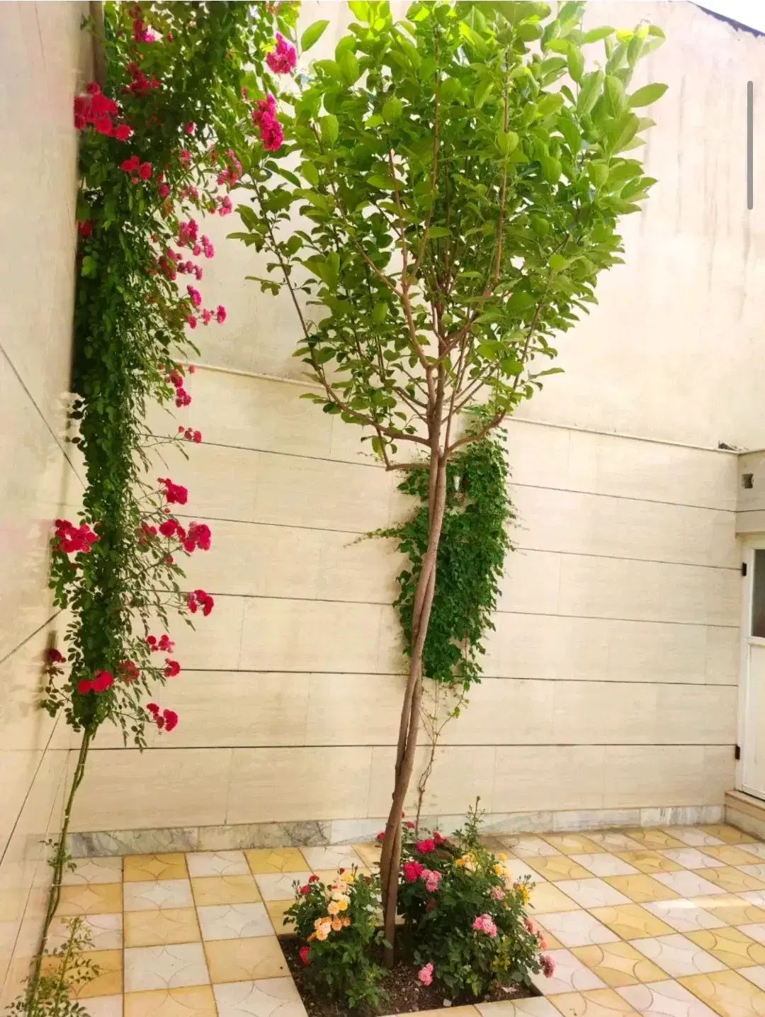 فروش ویلایی مجد ۱۲