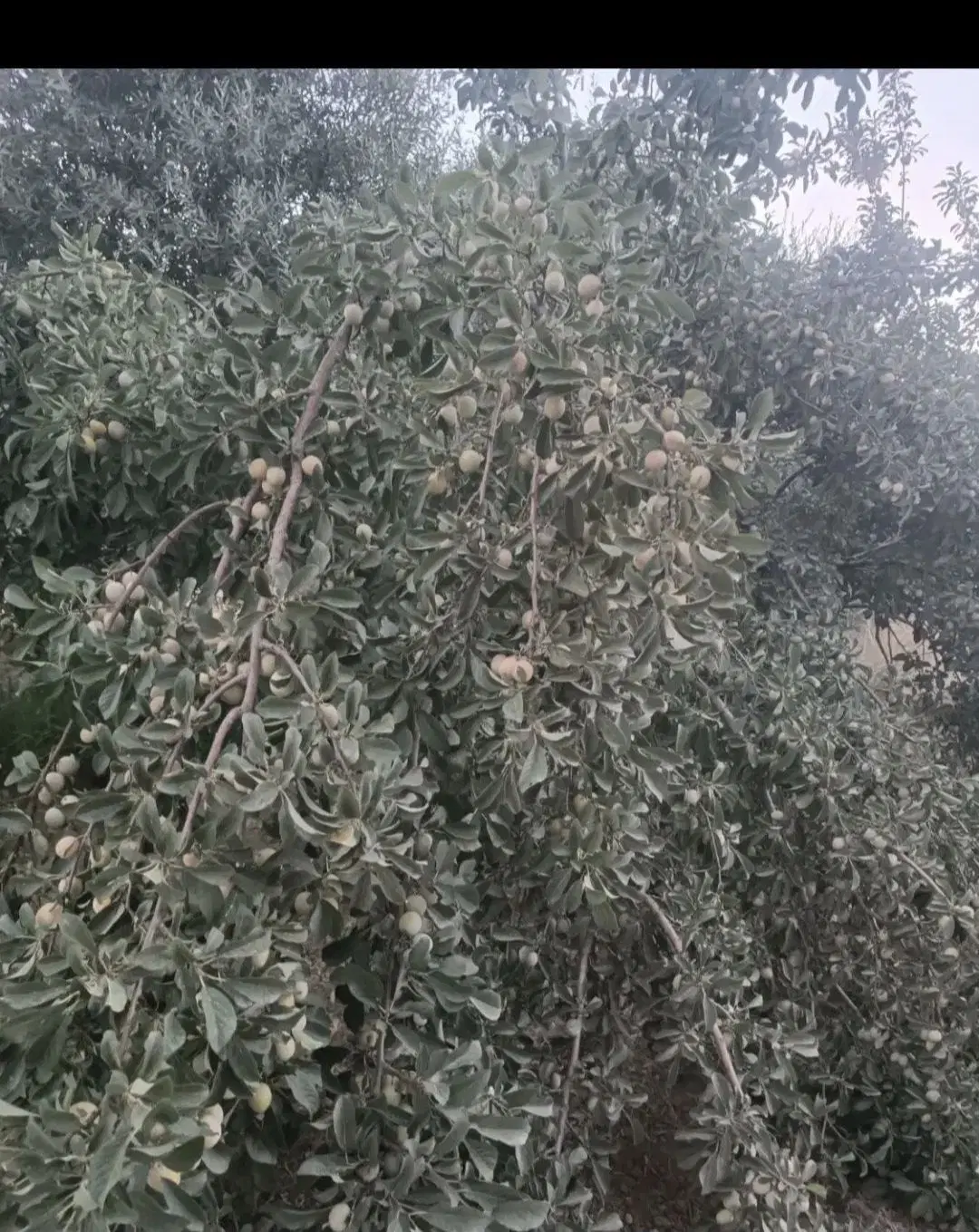 اجاره آلو
