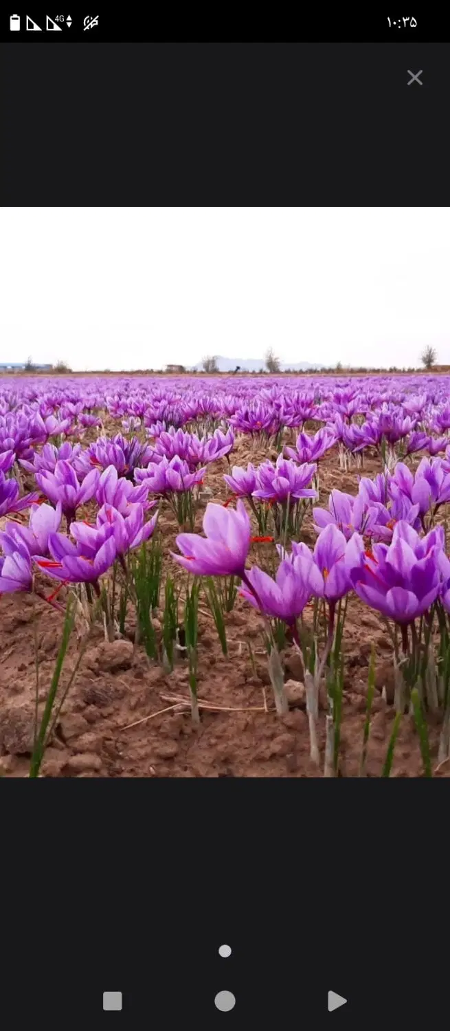 زمین برای زعفران،،