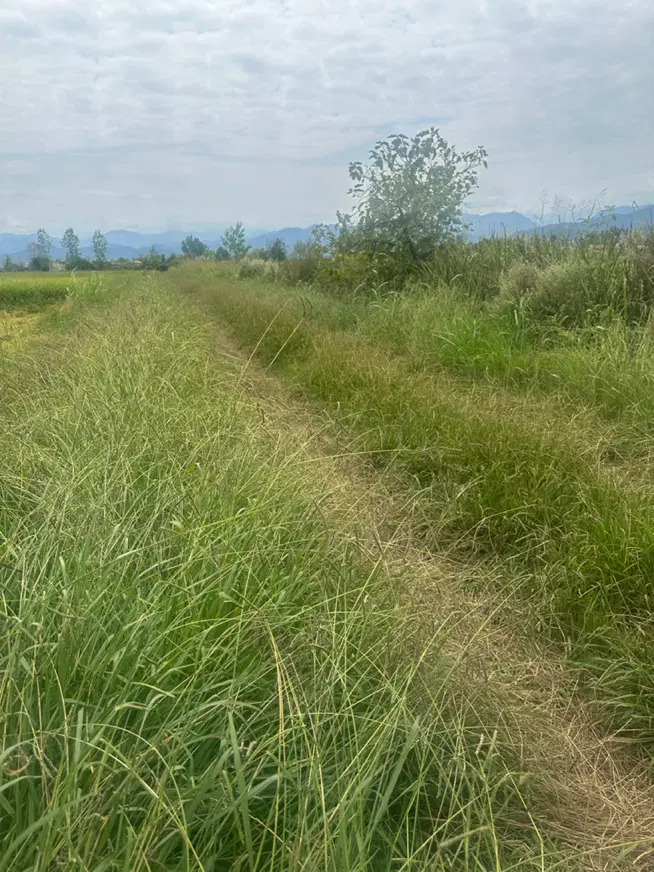 مزرعه در روستای جماکوه دارای مدرک ثبتی