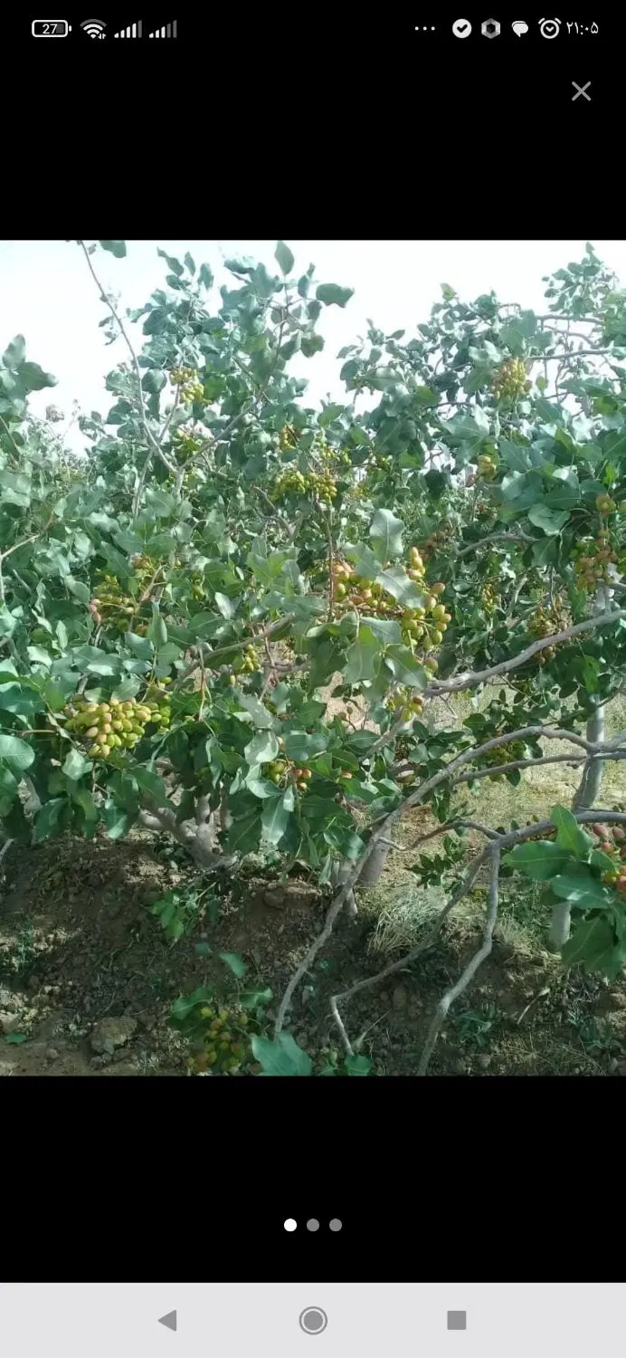 باغ پسته ای ۲۰قصب
