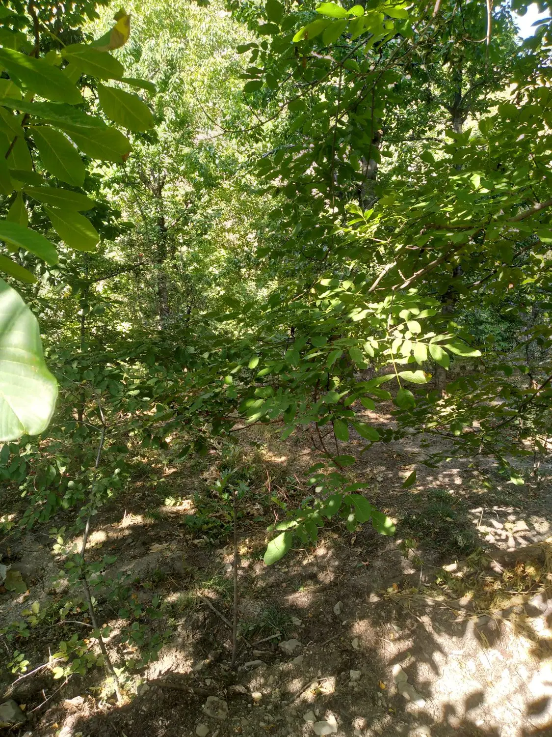 زمین شهرستانک