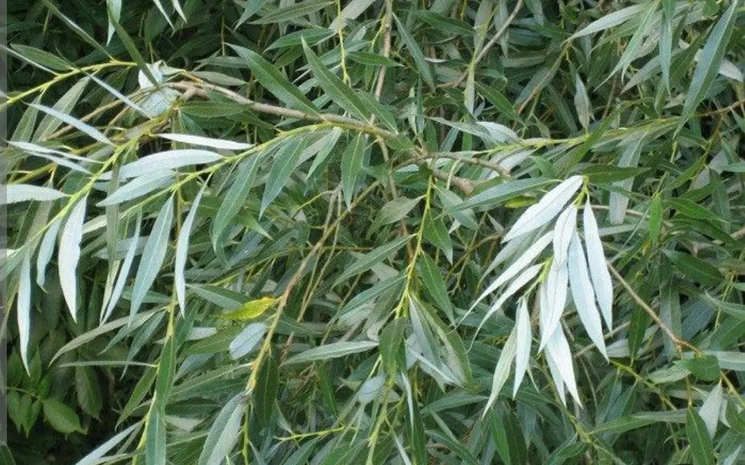 زمین مسکونی ماهان