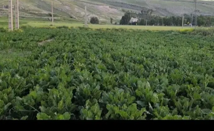 اجاره زمین برای چغندر