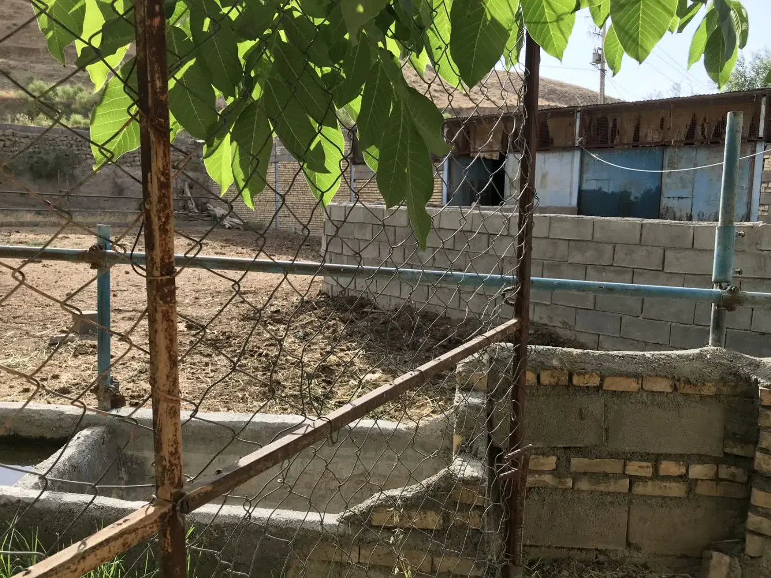 دامداری گاوداری