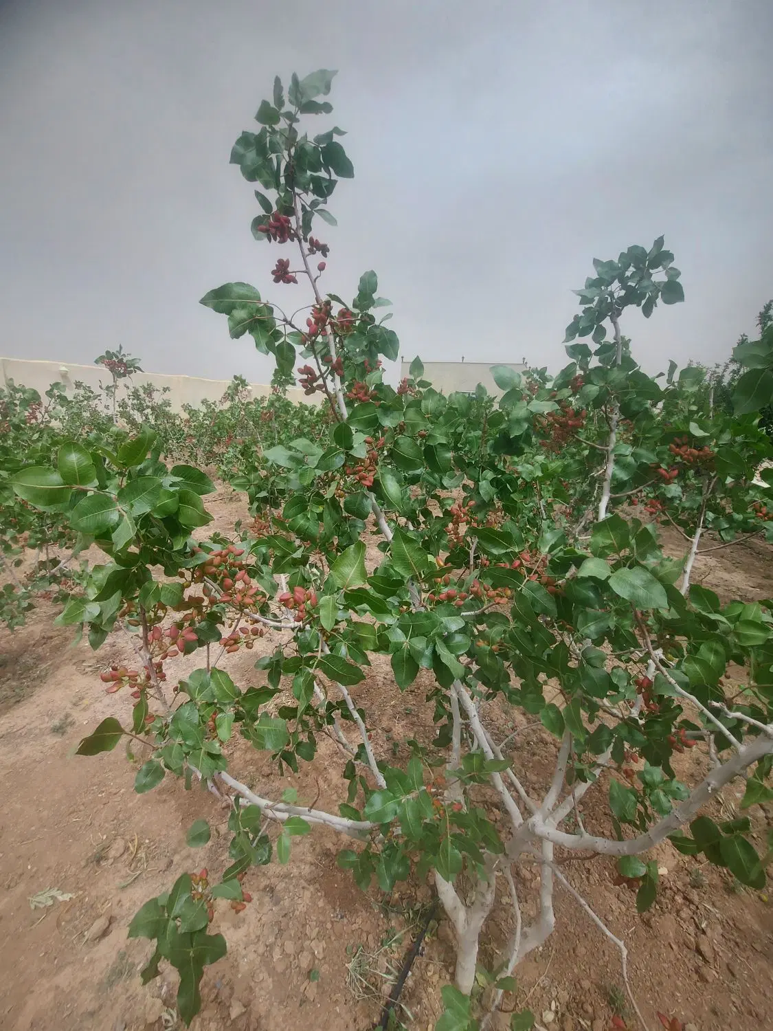 ۵۲۰ متر باغچه پسته. چهار دیواری. سند تگ برگ.
