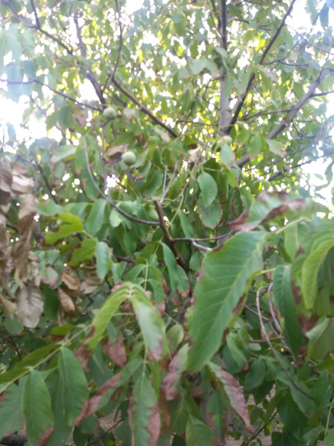 فروش باغ در روستای زیبای چغادون
