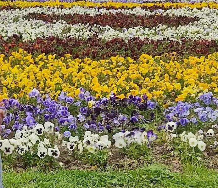 زمین مسکونی باغی