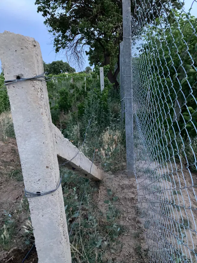 باغ انگور داربستی سند تک برگ