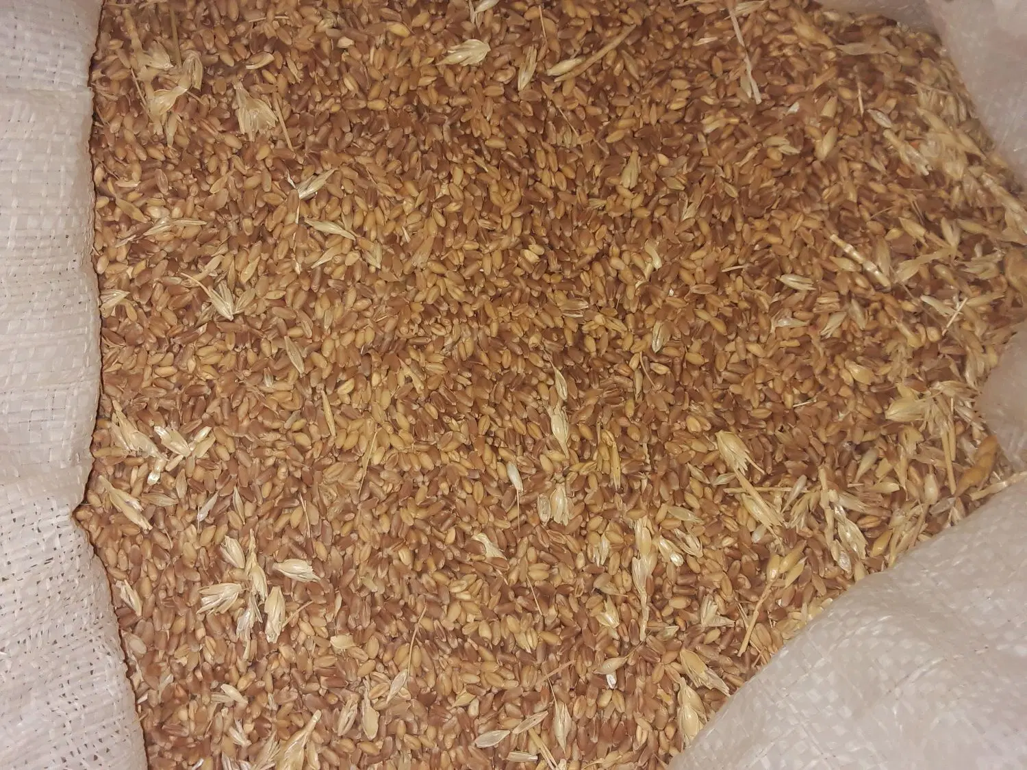 فروش دو گونی گندم درج یک
