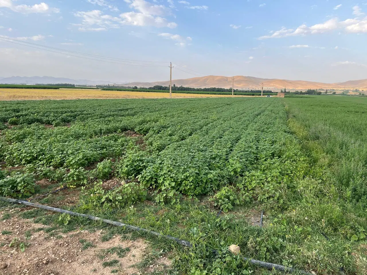 زمین  مناسب گلخانه و باغ  و کشاورزی