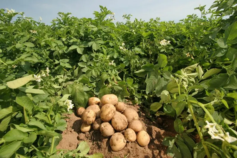 زمین برای کشت سیب زمینی یا کدو