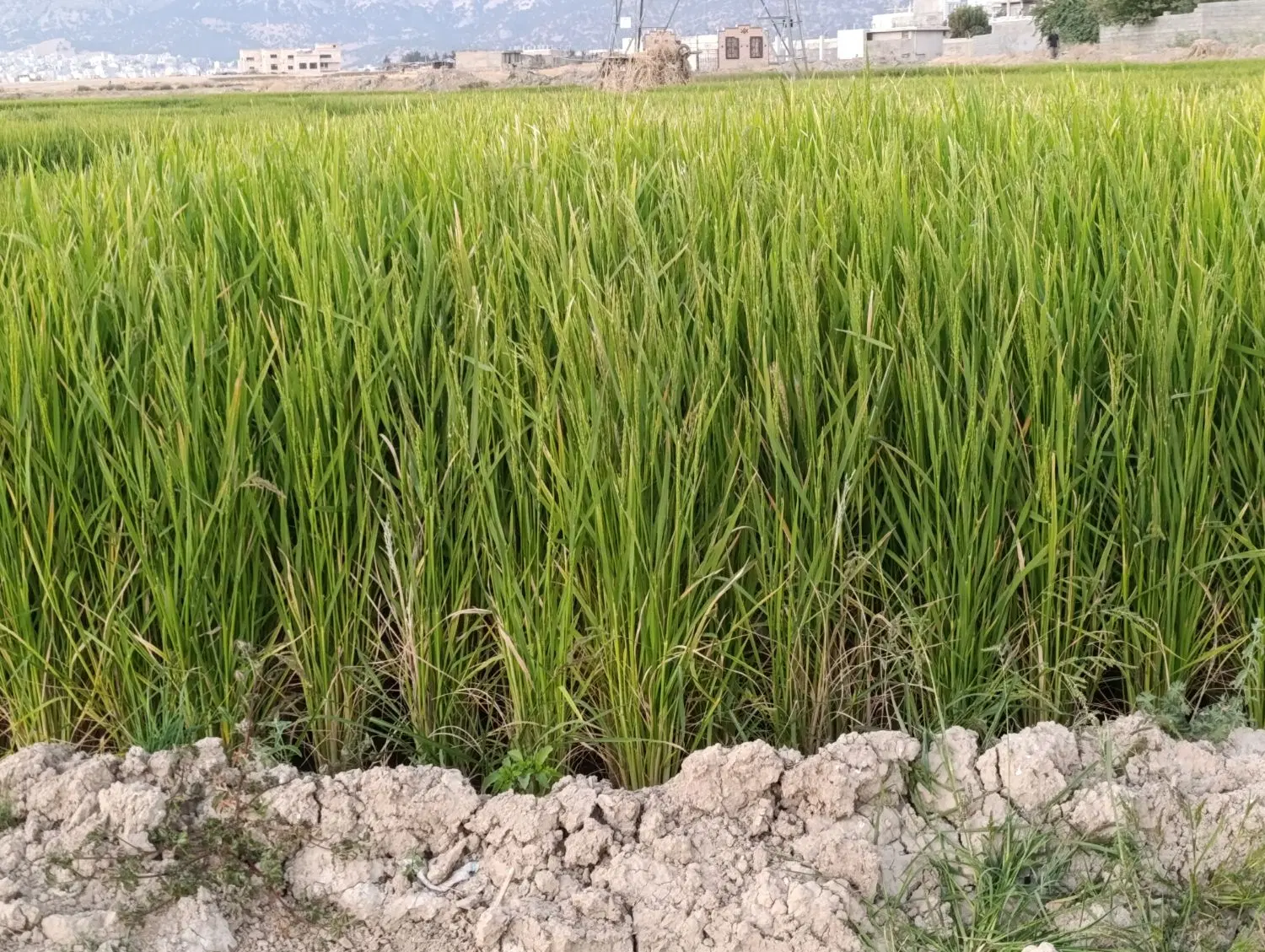 زمین