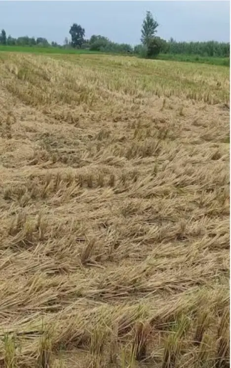 ۱۰۶۰ متر مزروعی تسطیح شده