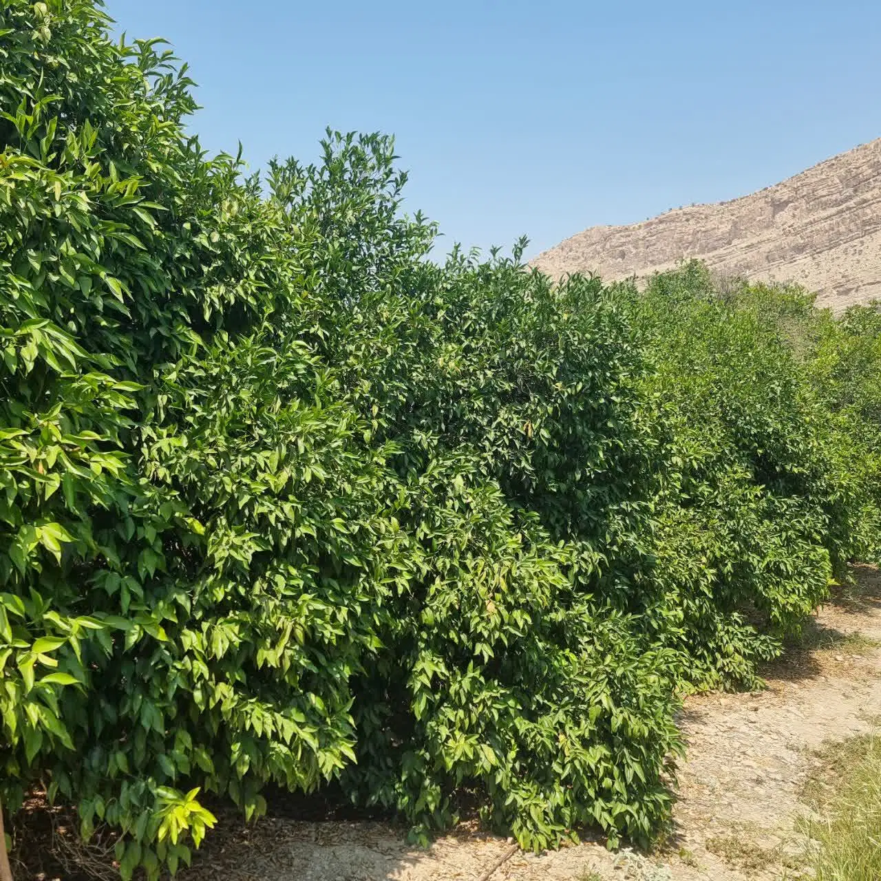 باغ مرکبات غارشاپور