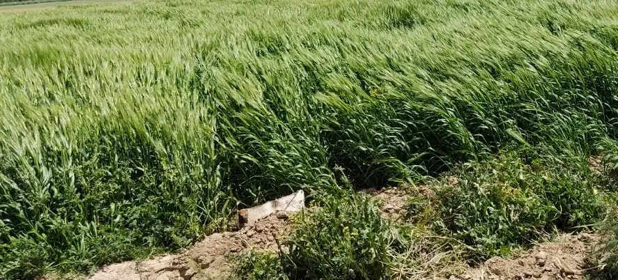 زمین چسب طرح سند تک برگ