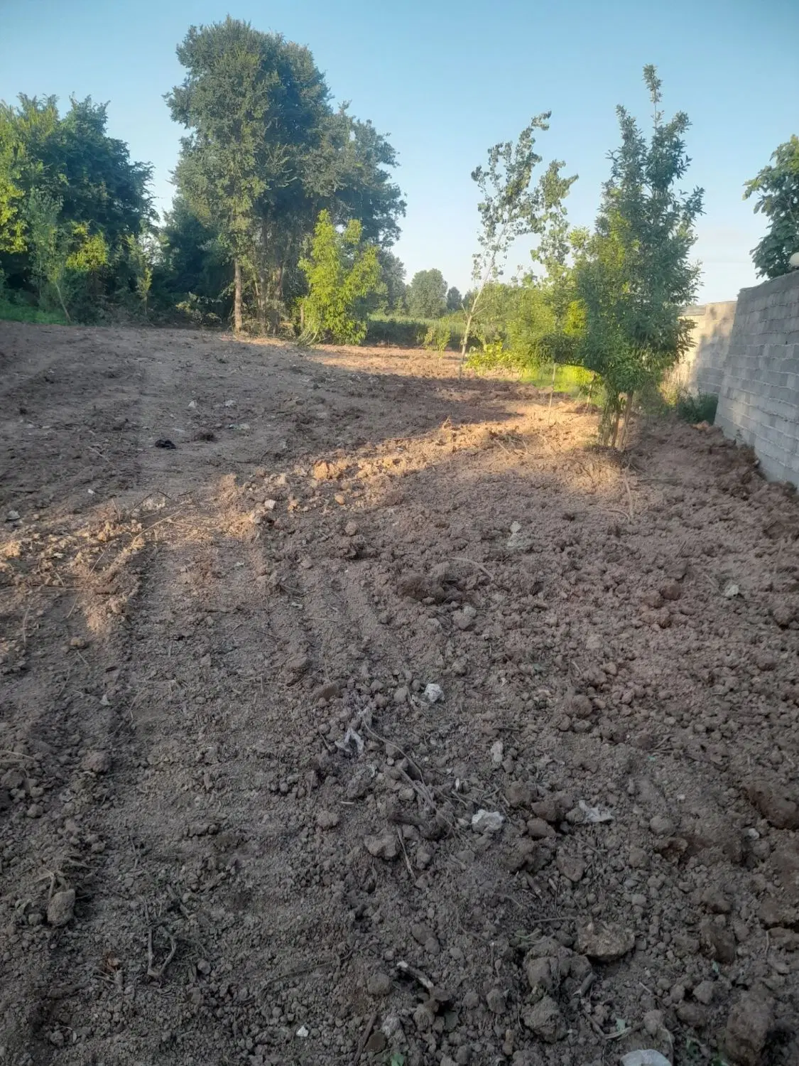 زمین  باغی