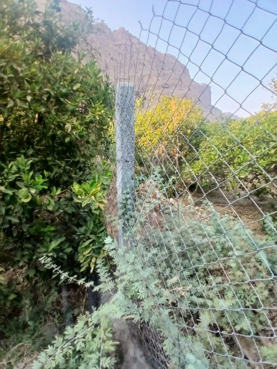 فروش باغچه در کازرون تنگ چوگان