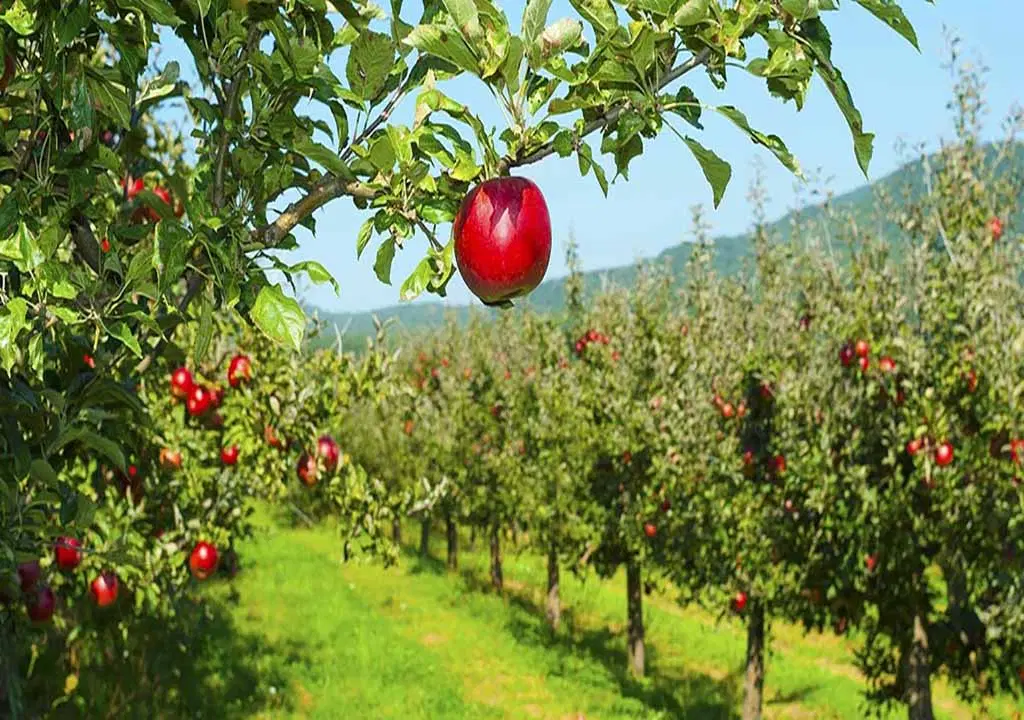فروش زمین