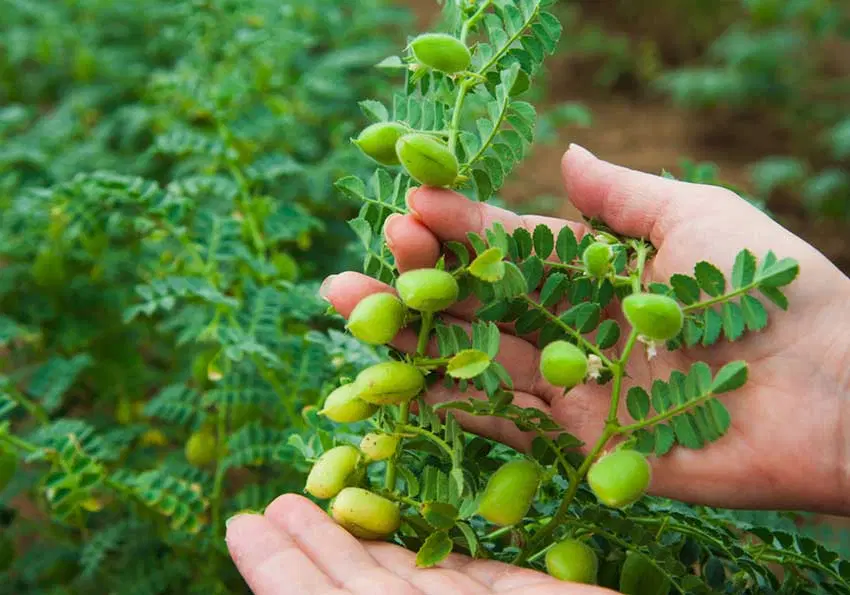 سه تا زمین مخصوص باغ میوه وکشاورزی