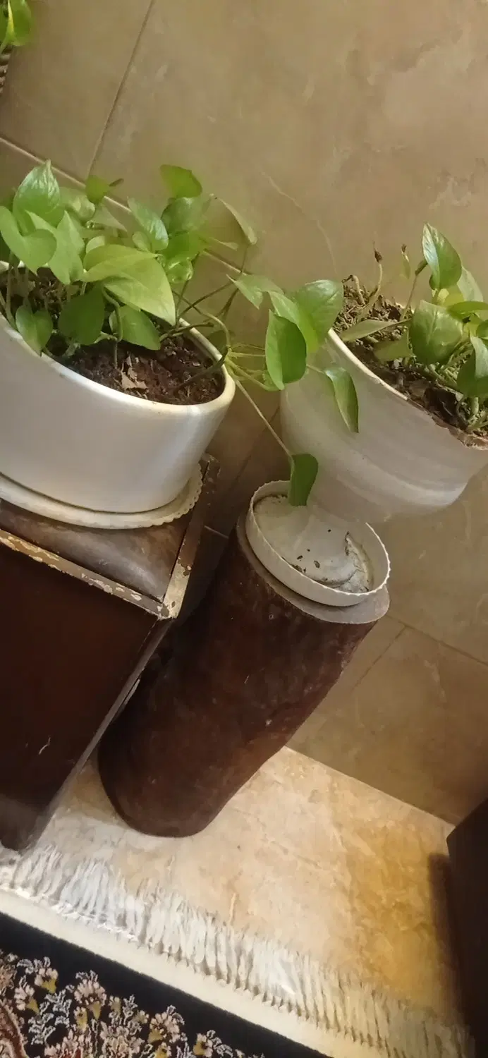 اجاره آپارتمان ۱۰۰متری کوی وحدت