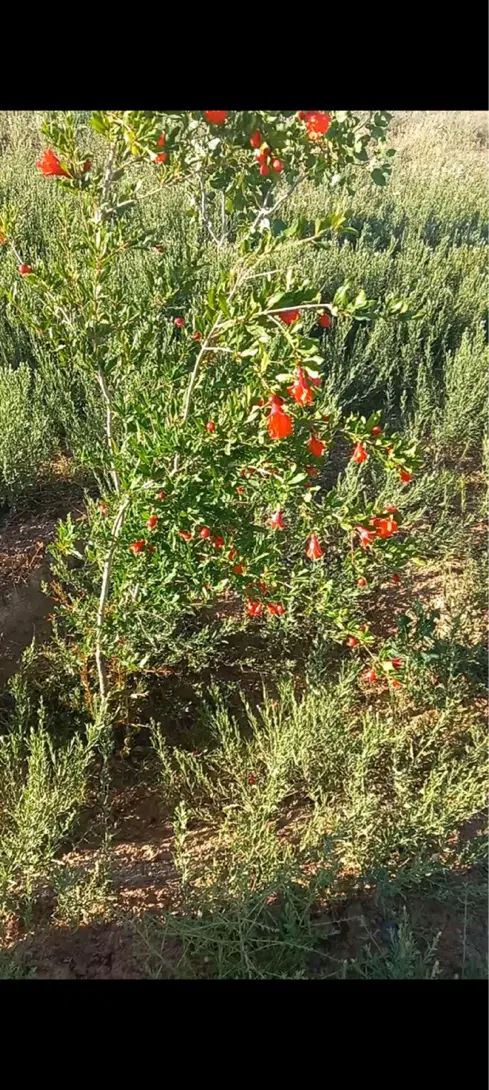 فروش باغ پسته