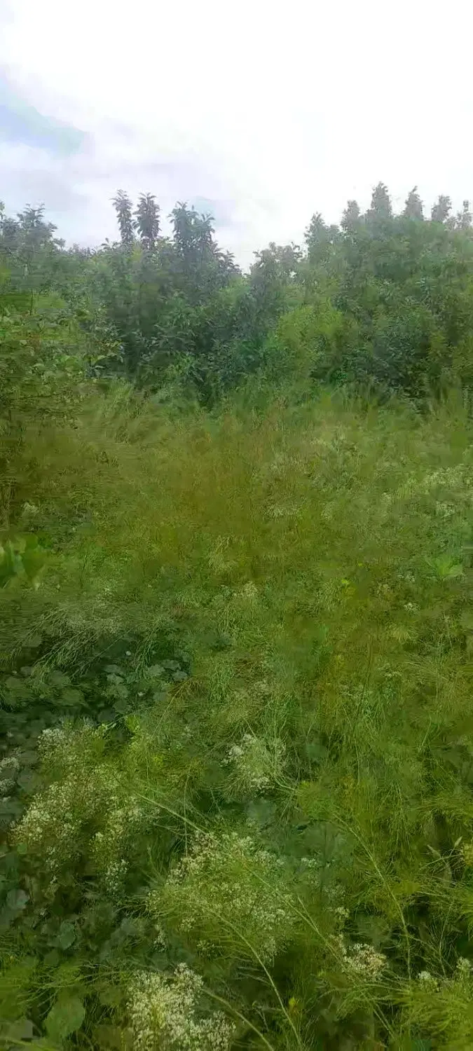 ۳۱۵مترزمین مسکونی چاردیواری