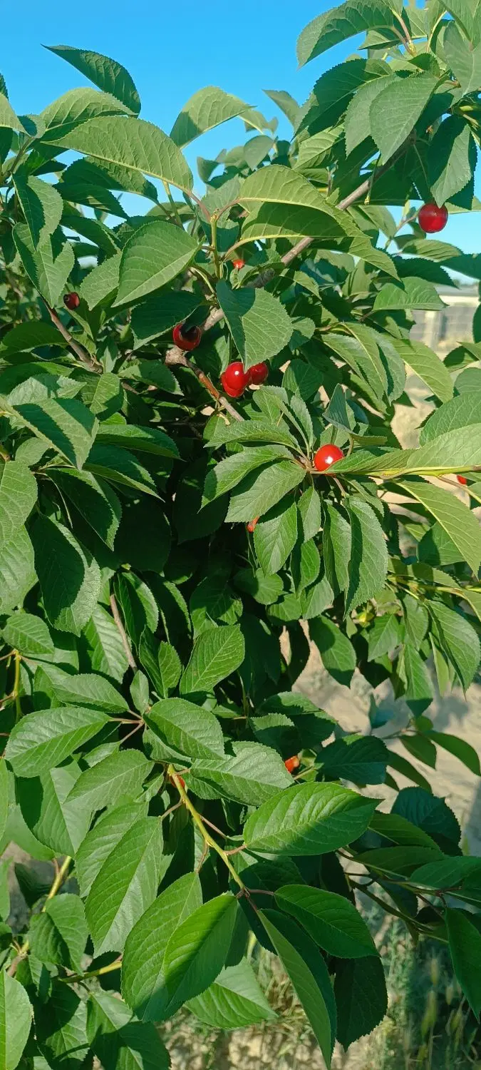 باغچه ۵۰۰ متری تهراندشت