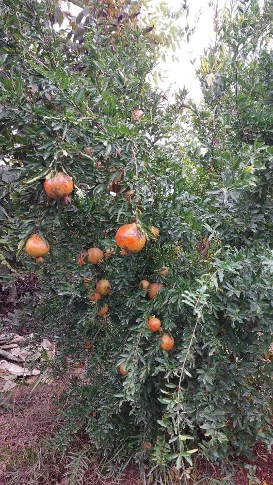 فروش فوری باغ