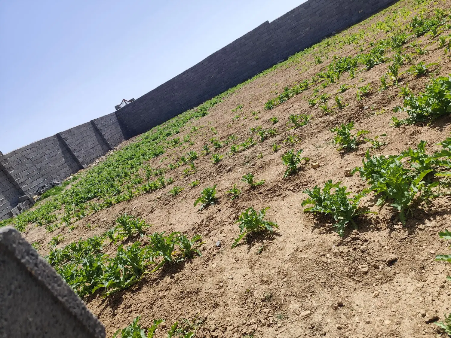 زمین دیوار کشی شده طرح هادی روستایی سرارود