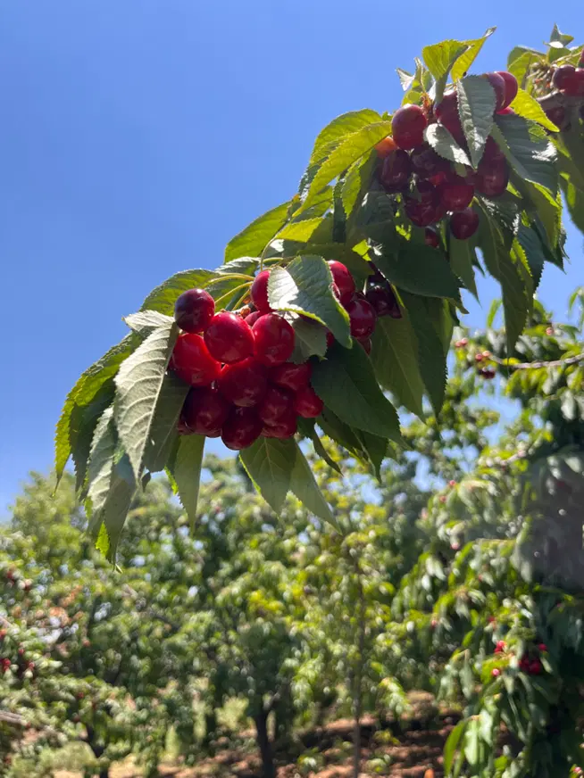 باغ و خانه باغ در گردنه صلوات آباد
