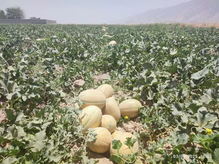 زمین مزروعی