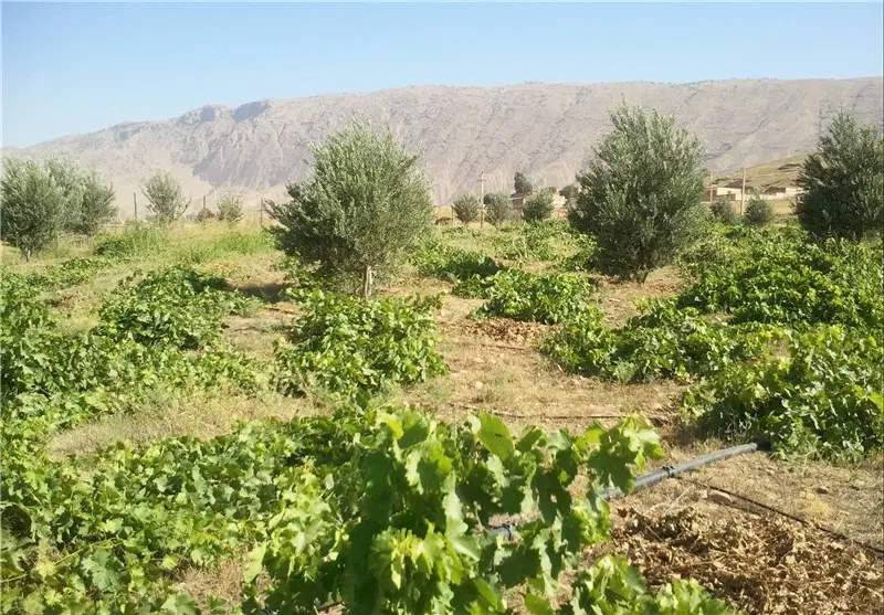 زمین فروشی قمصر