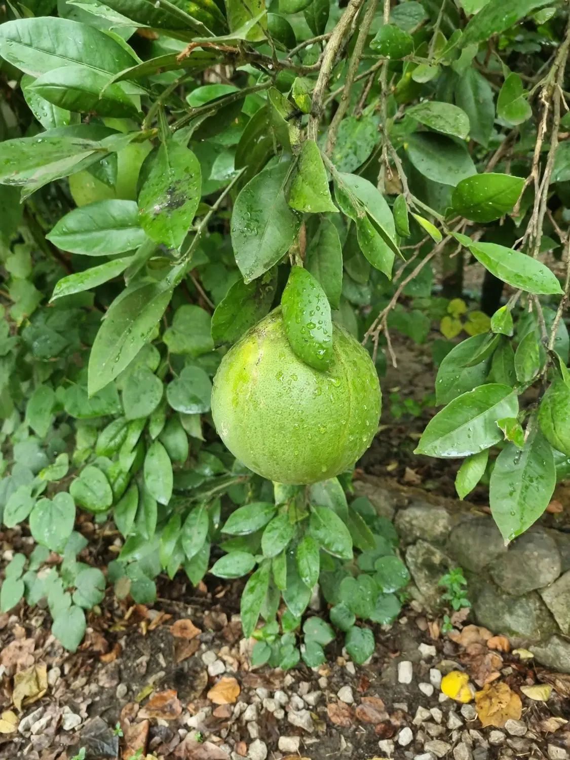 سرخون زمین زراعی ویلایی تهاتر با سواری خارجی
