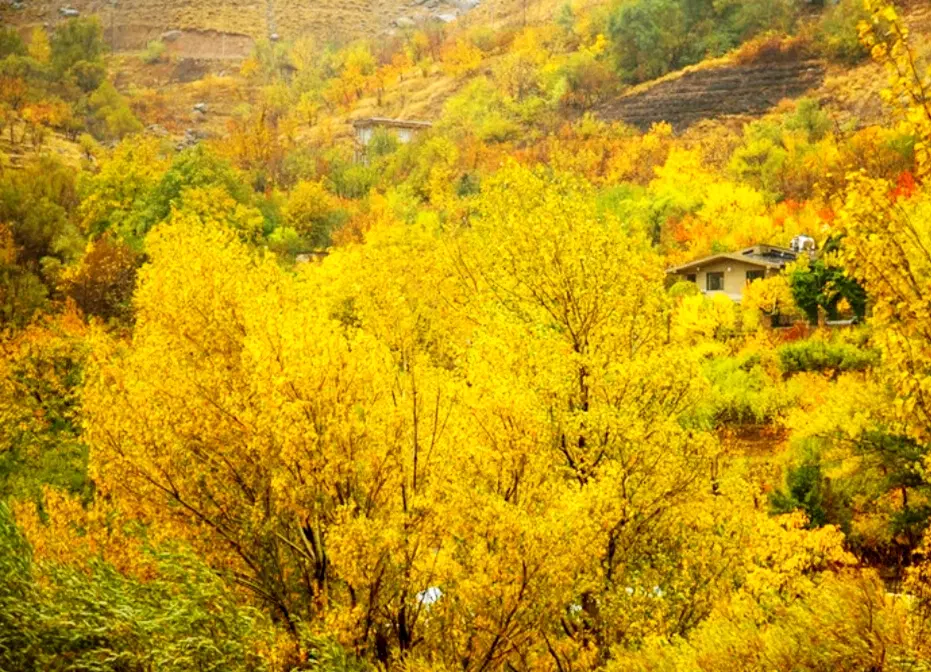 باغ زمین